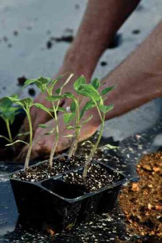 Bring Tomatoes to Your Spring Garden